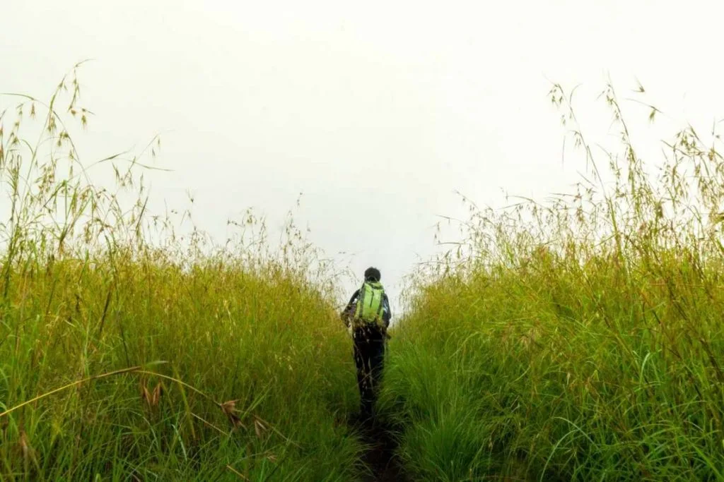 padang-savanna-sepanjang-jalur-pendakian-gunung-rinjani-lewat-pintu-sembalun-ricko-rullyarto