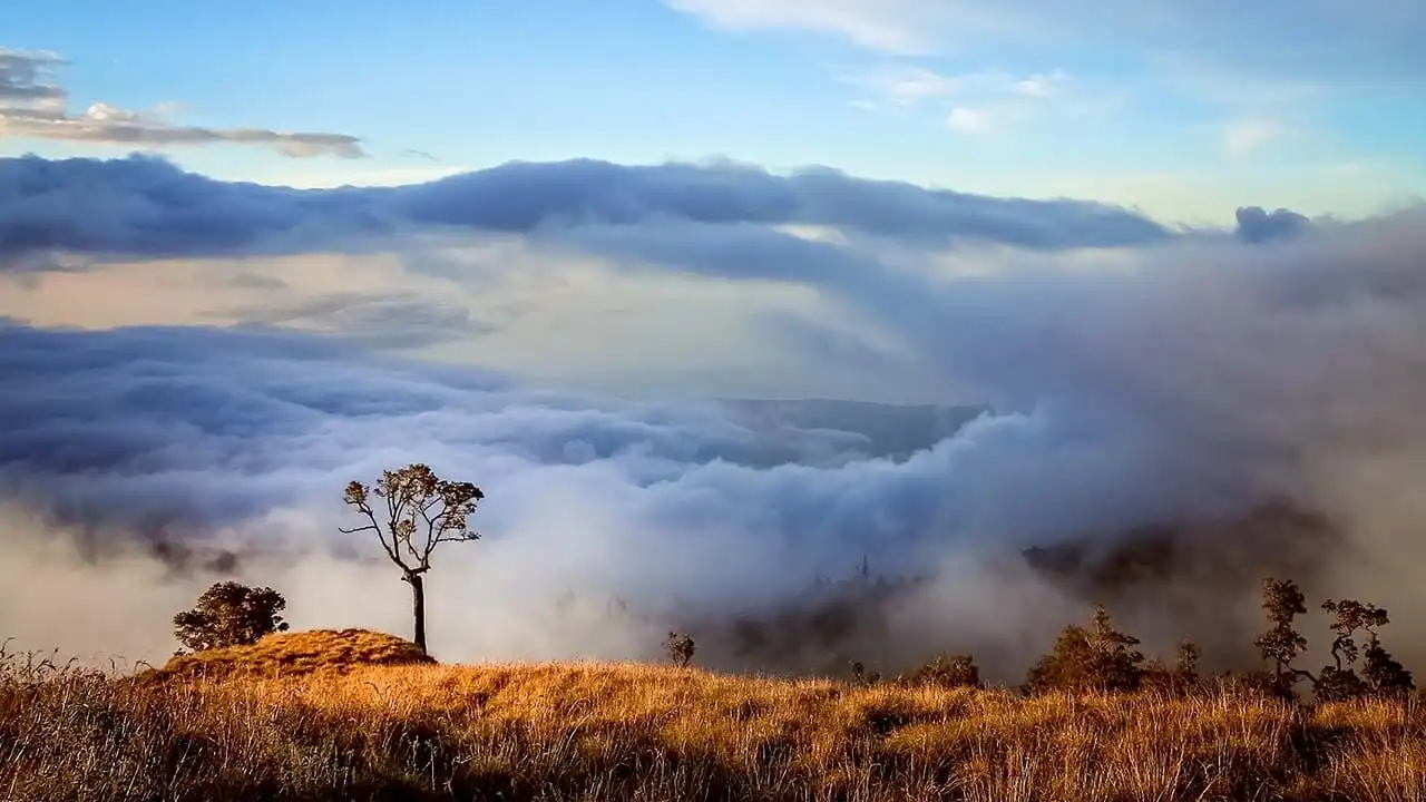 view savana gunung rinjani