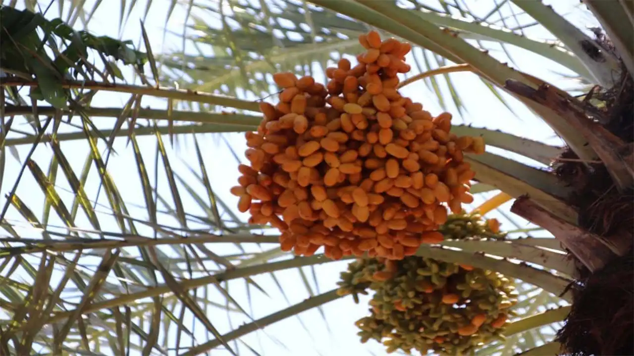 gambar buah kurma lombok utara nusa tenggara barat indonesia