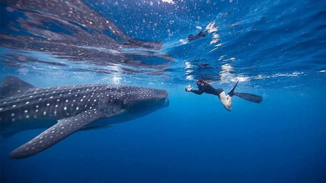 berenang bersama whale shark sumbawa