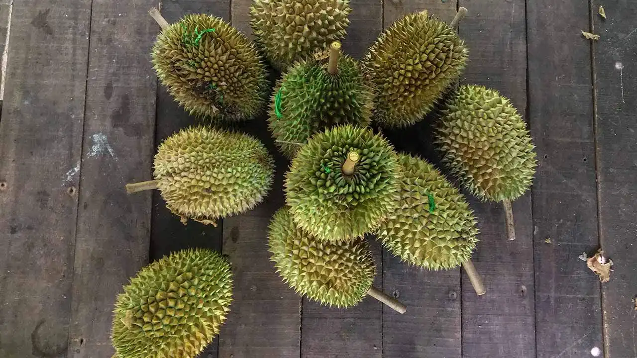 durian kekait lombok
