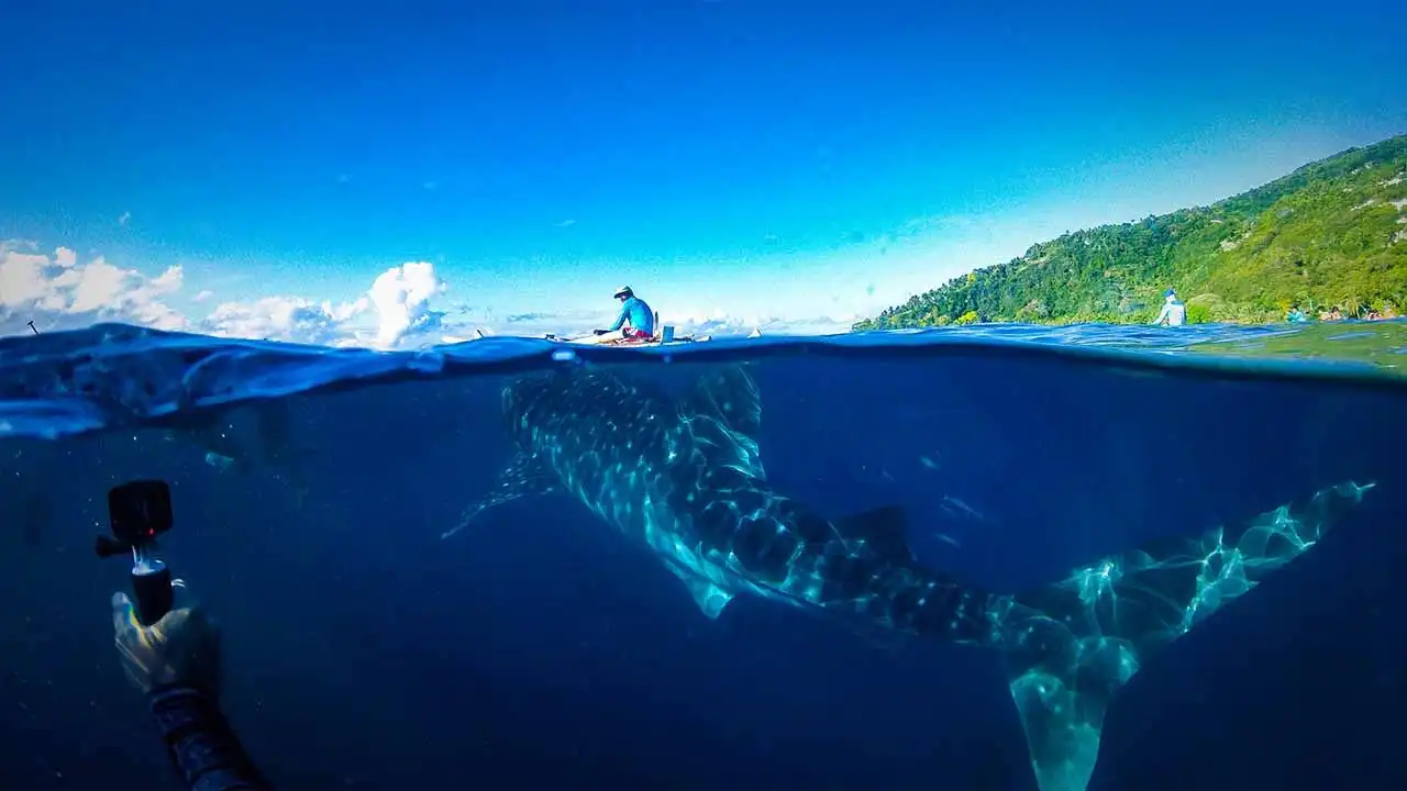 Whale Shark Sumbawa di Teluk Saleh: Panduan Lengkap untuk Pengalaman Tak Terlupakan 3 nelayan dan hiu paus