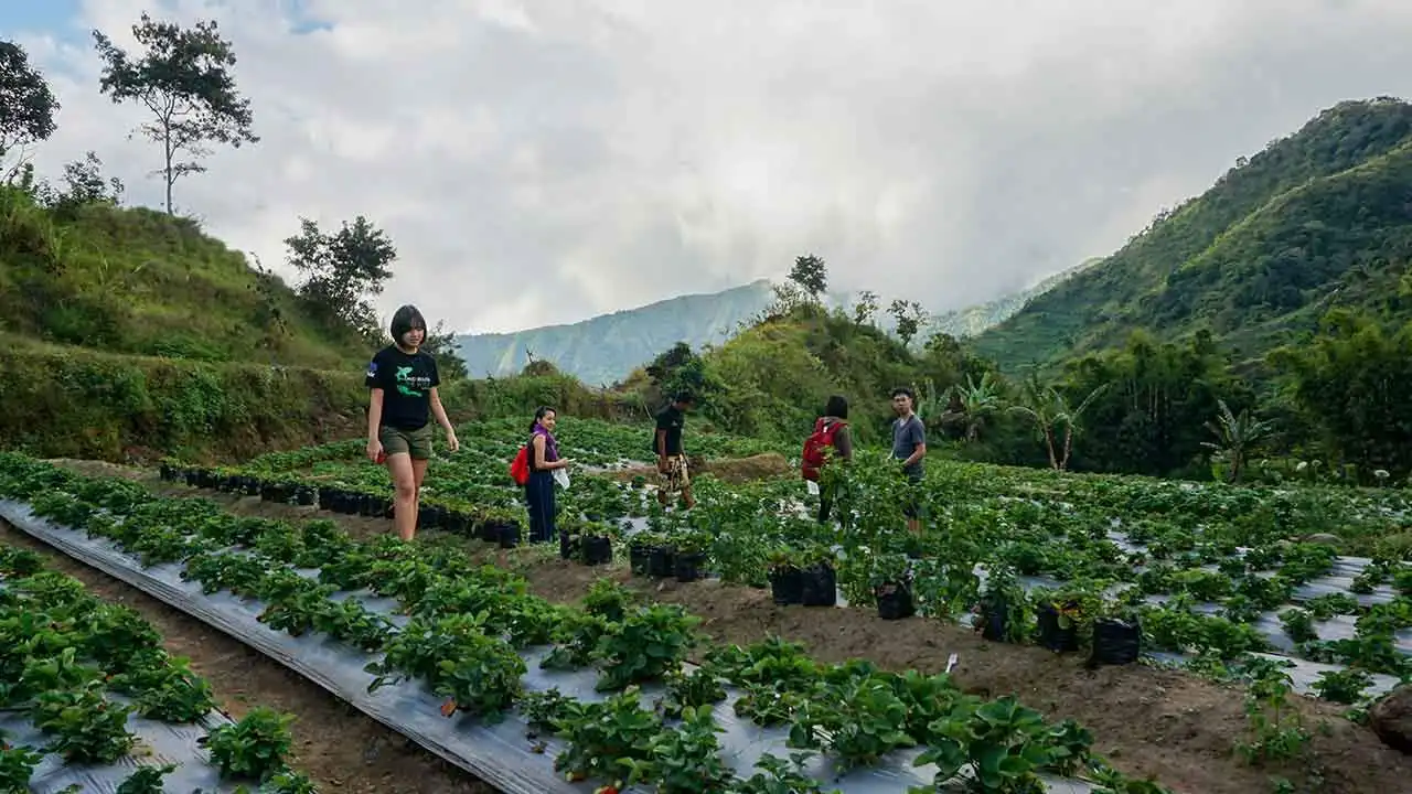 panen-buah-strawberry-di-sembalun