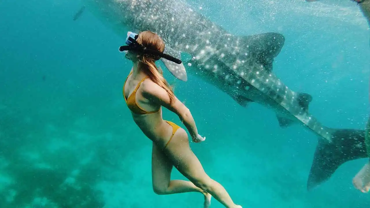 wisata snorkeling hiu paus sumbawa