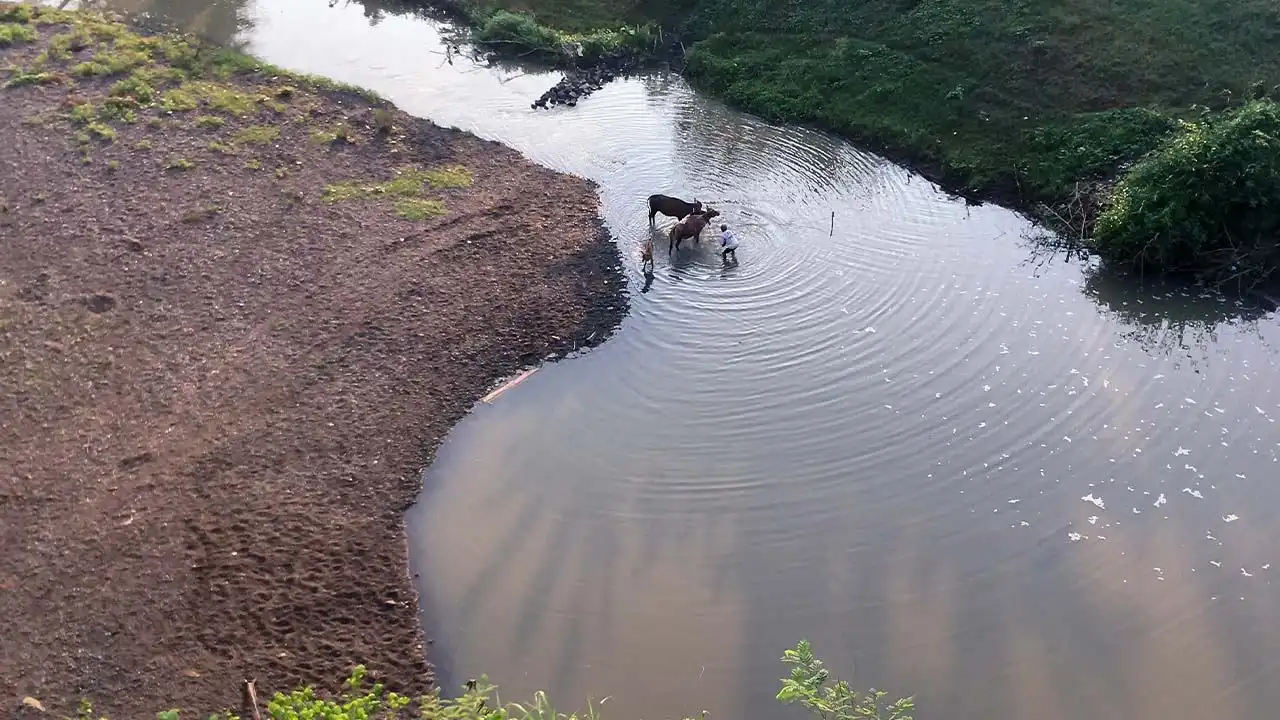 memandikan kuda di sungai batu palar lombok barat
