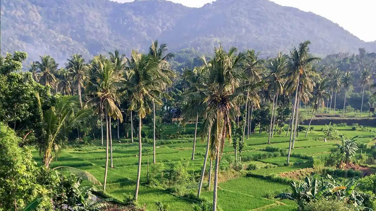 pohon kelapa dan bukit di batu palar lombok