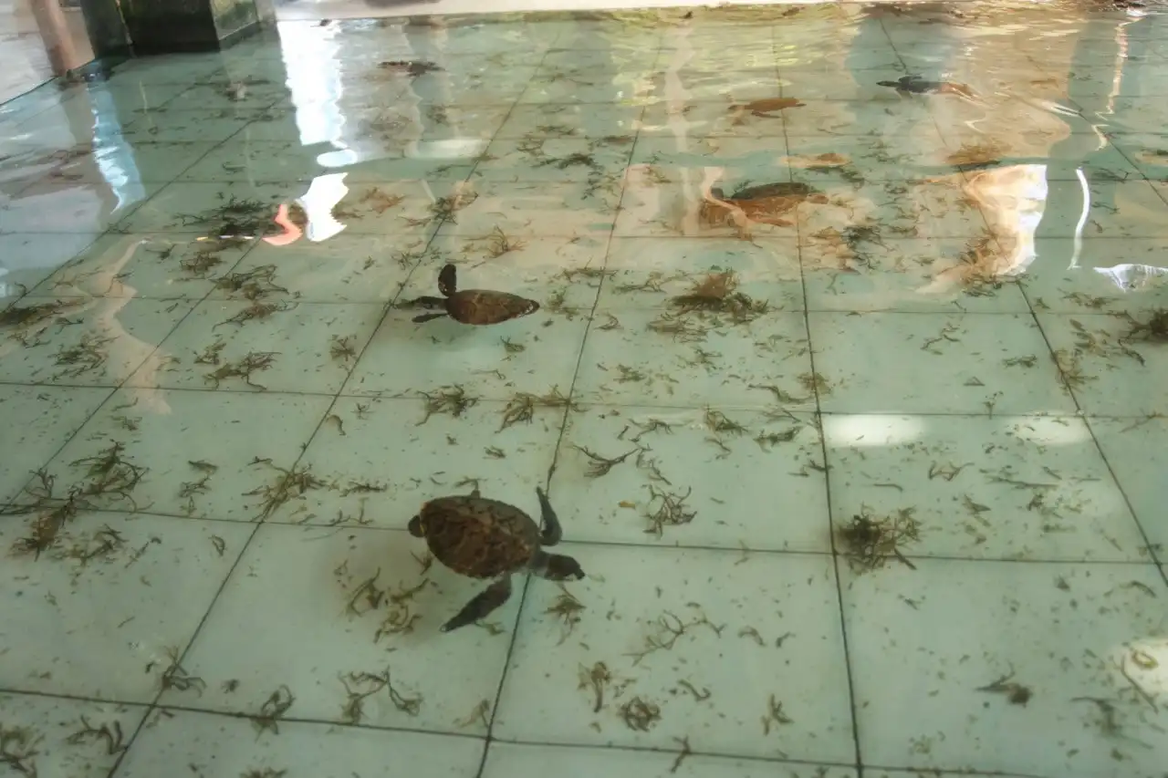 anak penyu di trawangan