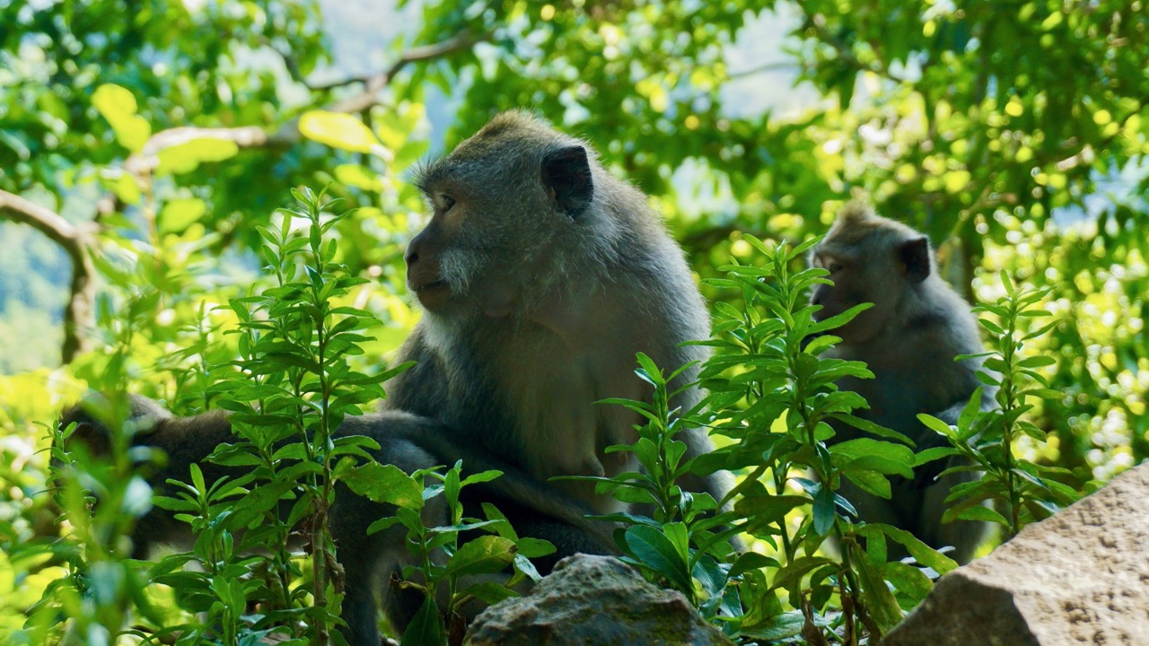 Paket Tour Lombok Dari Agen Travel Lombok Terbaik & Terpercaya 3 pusuk monkey forest lombok