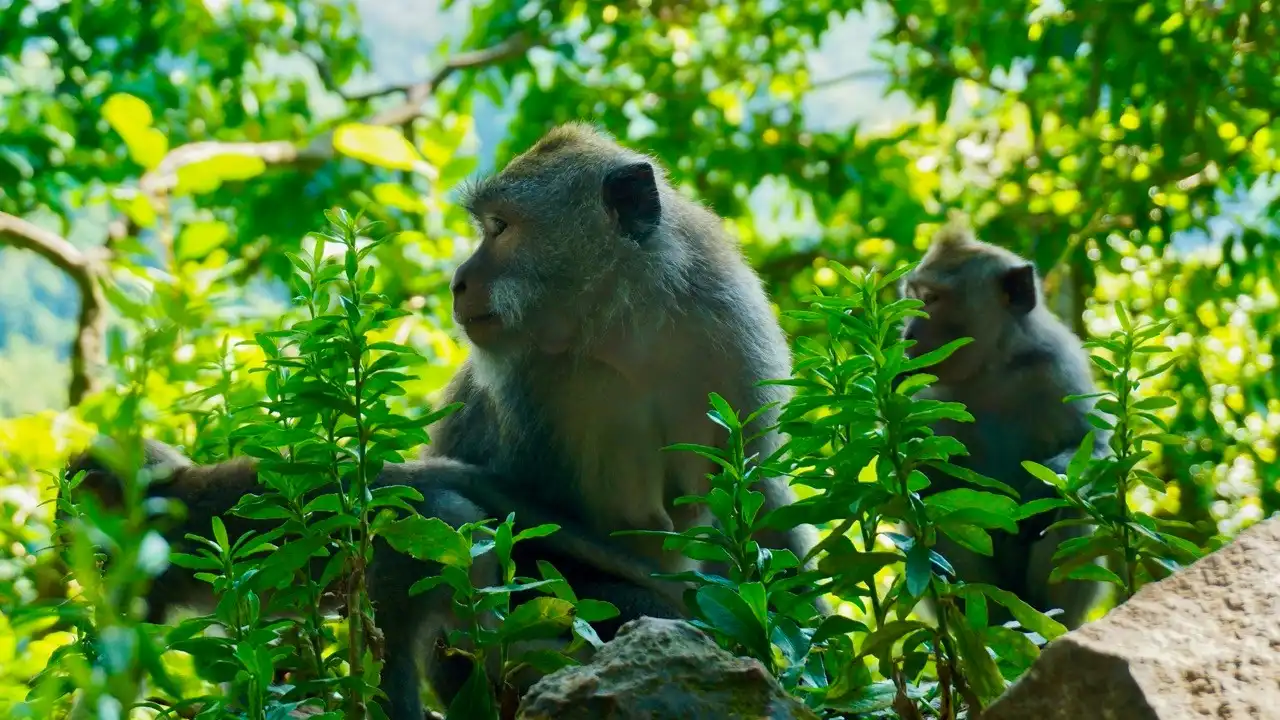 pusuk monkey forest lombok