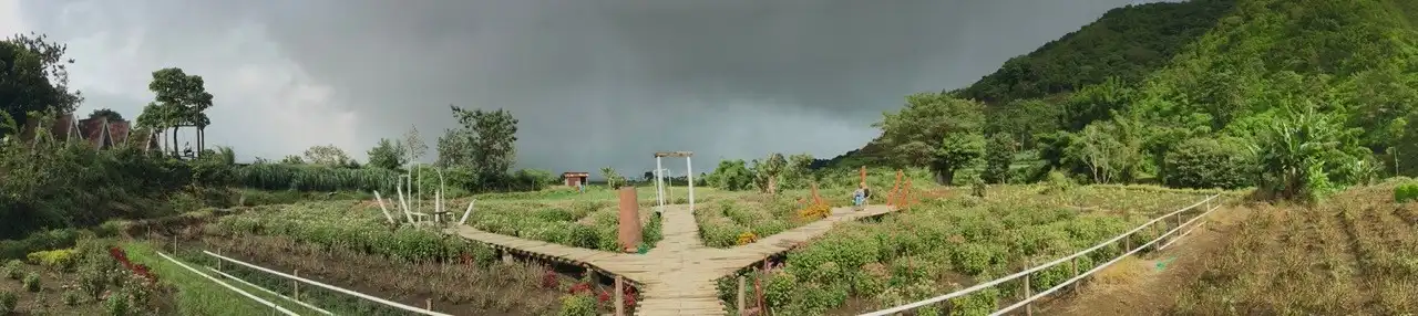 taman bunga arum rinjani park sembalun lawang