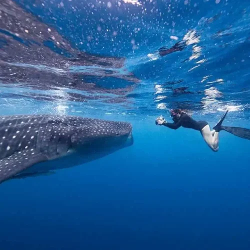berenang bersama whale shark sumbawa