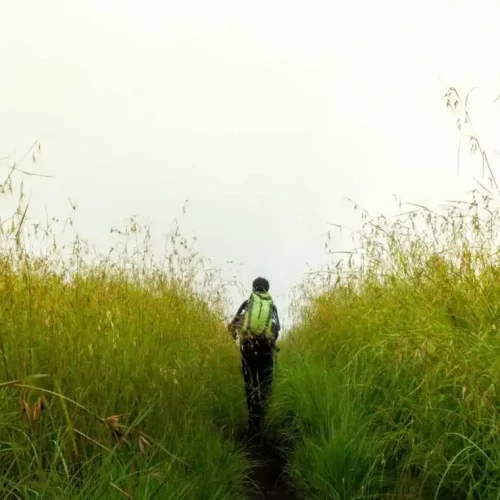 padang-savanna-sepanjang-jalur-pendakian-gunung-rinjani-lewat-pintu-sembalun-ricko-rullyarto