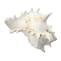 shell_2.png